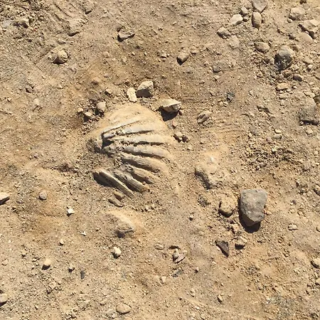 Il Quieto Uliveto Holiday home Ostuni